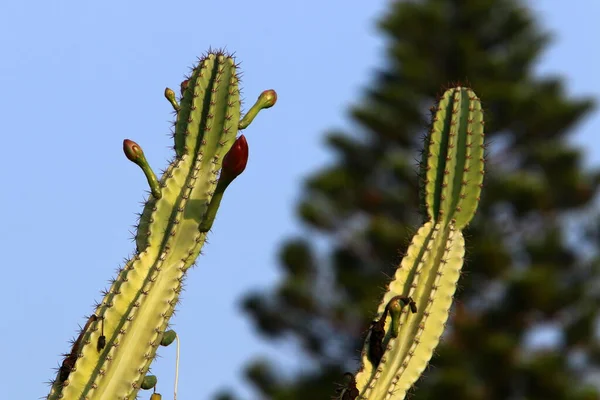 Velký Pichlavý Kaktus Roste Městském Parku Severu Státu Izrael — Stock fotografie