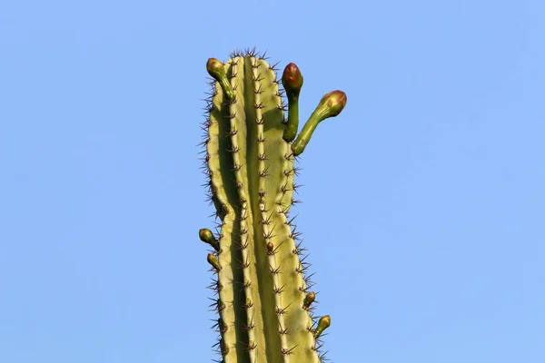 Cactus Grande Espinoso Crece Parque Ciudad Norte Del Estado Israel —  Fotos de Stock