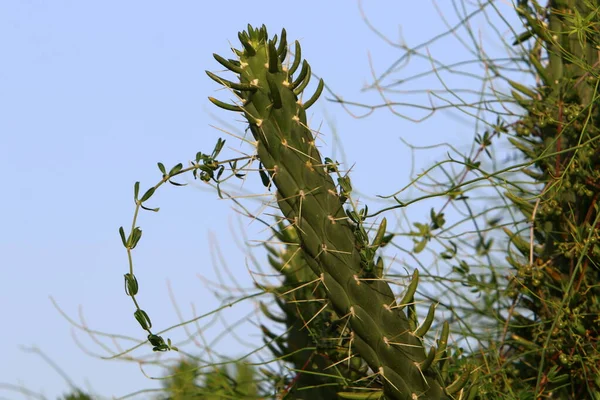 Large Prickly Cactus Grows City Park North State Israel — Stock Photo, Image