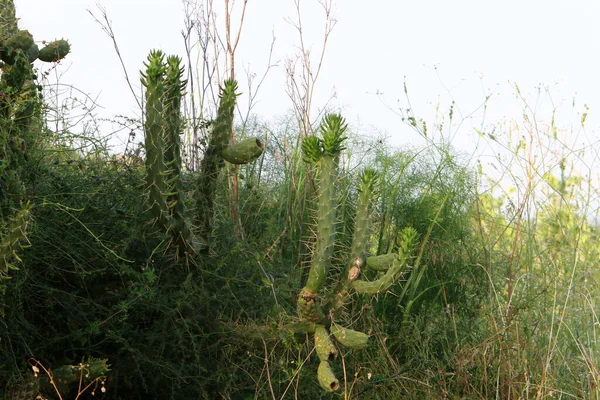 Cacto Grande Espinhoso Cresce Parque Cidade Norte Estado Israel — Fotografia de Stock