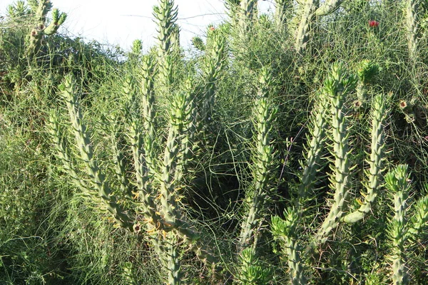 Large Prickly Cactus Grows City Park North State Israel — Stock Photo, Image