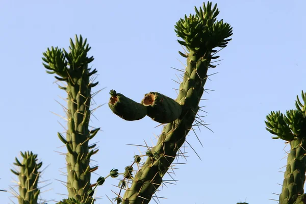 Egy Nagy Szúrós Kaktusz Egy Városi Parkban Izrael Állam Északi — Stock Fotó