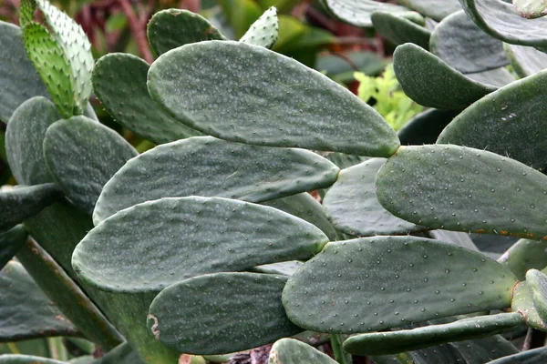 Grand Cactus Épineux Pousse Dans Parc Urbain Nord État Israël — Photo