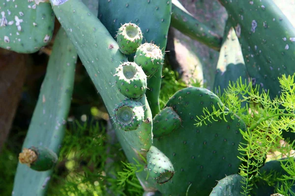 Cactus Grande Espinoso Crece Parque Ciudad Norte Del Estado Israel — Foto de Stock