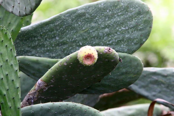 İsrail devletinin kuzeyindeki bir şehir parkında büyük ve dikenli bir kaktüs yetişiyor. 