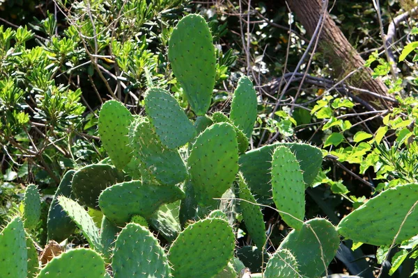 Cactus Grande Espinoso Crece Parque Ciudad Norte Del Estado Israel —  Fotos de Stock