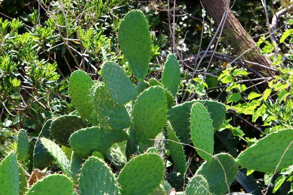 Een Grote Stekelige Cactus Groeit Een Stadspark Het Noorden Van — Stockfoto