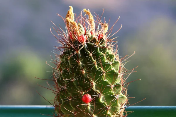 Large Prickly Cactus Grows City Park North State Israel — Stock Photo, Image