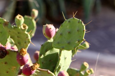 İsrail devletinin kuzeyindeki bir şehir parkında büyük ve dikenli bir kaktüs yetişiyor. 