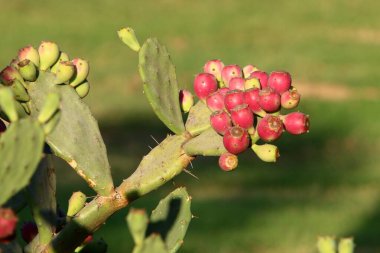 İsrail devletinin kuzeyindeki bir şehir parkında büyük ve dikenli bir kaktüs yetişiyor. 