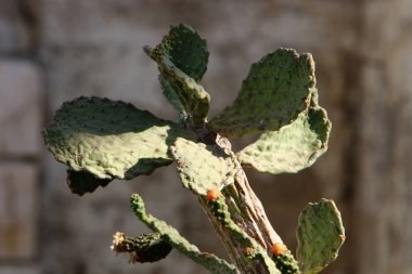 İsrail devletinin kuzeyindeki bir şehir parkında büyük ve dikenli bir kaktüs yetişiyor. 