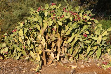 İsrail devletinin kuzeyindeki bir şehir parkında büyük ve dikenli bir kaktüs yetişiyor. 