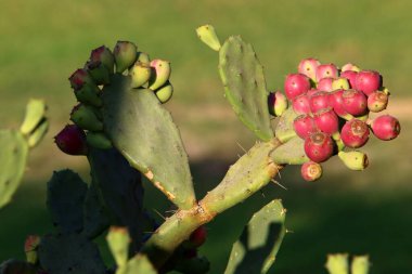 İsrail devletinin kuzeyindeki bir şehir parkında büyük ve dikenli bir kaktüs yetişiyor. 