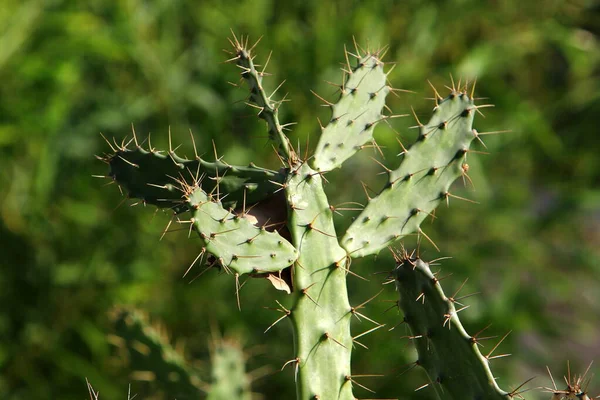 Duży Kłujący Kaktus Rośnie Parku Miejskim Północy Stanu Izrael — Zdjęcie stockowe