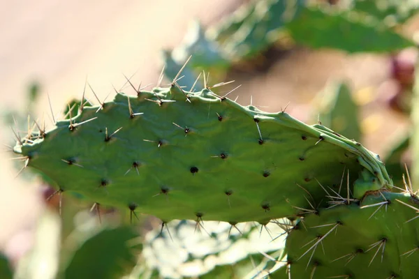 Egy Nagy Szúrós Kaktusz Egy Városi Parkban Izrael Állam Északi — Stock Fotó