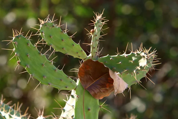 Cactus Grande Espinoso Crece Parque Ciudad Norte Del Estado Israel —  Fotos de Stock