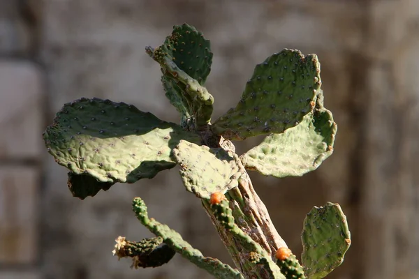 İsrail devletinin kuzeyindeki bir şehir parkında büyük ve dikenli bir kaktüs yetişiyor. 