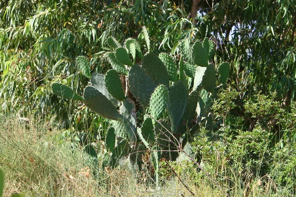 Large Prickly Cactus Grows City Park North State Israel — Stock Photo, Image