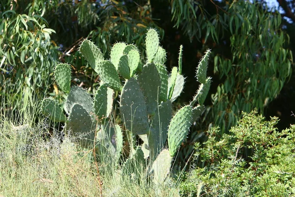 Een Grote Stekelige Cactus Groeit Een Stadspark Het Noorden Van — Stockfoto