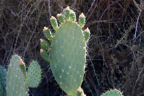 Cactus Grande Espinoso Crece Parque Ciudad Norte Del Estado Israel —  Fotos de Stock