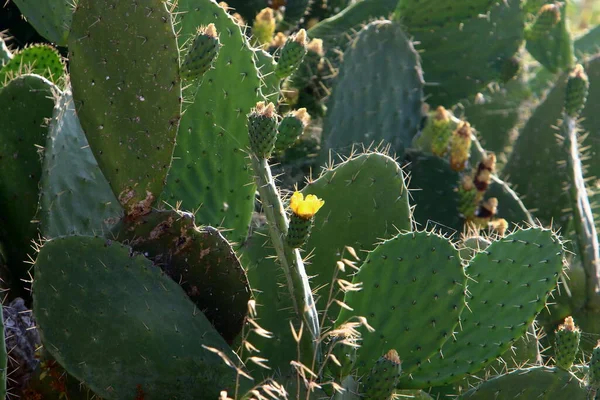 Cactus Grande Espinoso Crece Parque Ciudad Norte Del Estado Israel —  Fotos de Stock