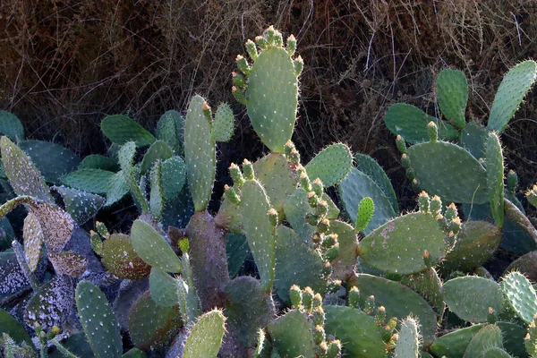 Stor Och Taggig Kaktus Växer Stadspark Norra Israel — Stockfoto