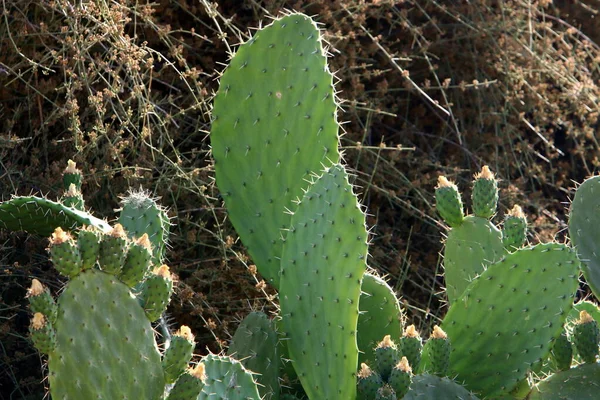 Large Prickly Cactus Grows City Park North State Israel — Stock Photo, Image