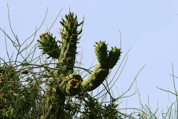 Large Prickly Cactus Grows City Park North State Israel — Stock Photo, Image