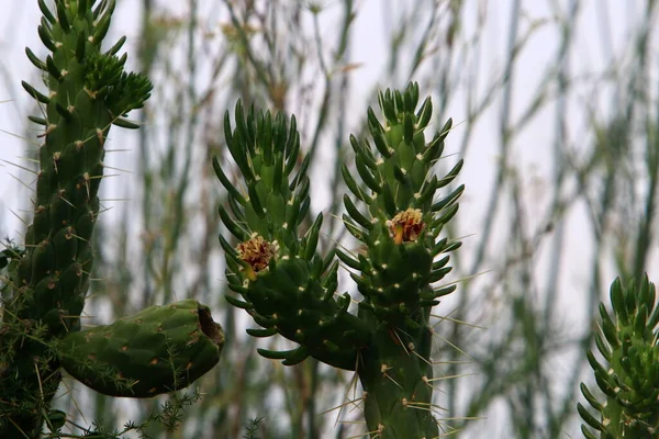 Duży Kłujący Kaktus Rośnie Parku Miejskim Północy Stanu Izrael — Zdjęcie stockowe