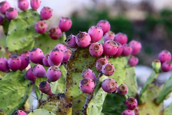 Cactus Grande Espinoso Crece Parque Ciudad Norte Del Estado Israel — Foto de Stock