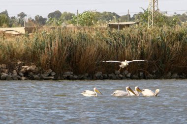 Beyaz pelikanlar Kuzey İsrail 'de bir tatlı su gölünde yaşarlar. 