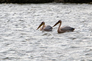 Beyaz pelikanlar Kuzey İsrail 'de bir tatlı su gölünde yaşarlar. 
