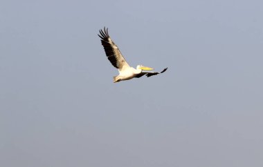 Beyaz pelikanlar Kuzey İsrail 'de bir tatlı su gölünde yaşarlar. 
