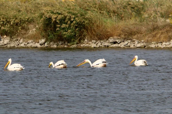 Pélicans Blancs Vivent Sur Lac Eau Douce Dans Nord Israël — Photo