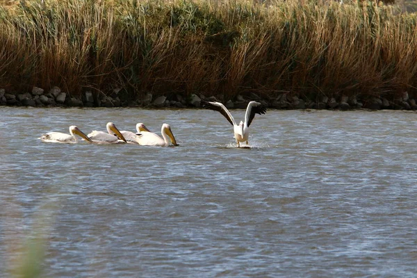 Белые Пеликаны Живут Пресноводном Озере Севере Израиля — стоковое фото