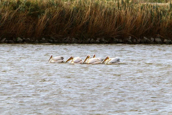Белые Пеликаны Живут Пресноводном Озере Севере Израиля — стоковое фото