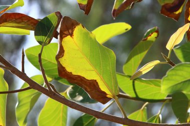 İsrail 'de bir şehir parkındaki ağaçlarda renkli yapraklar. İsrail 'de kurak sonbahar 
