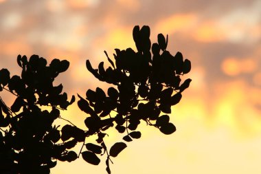 İsrail 'de bir şehir parkındaki ağaçlarda renkli yapraklar. İsrail 'de kurak sonbahar 