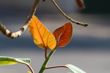 İsrail 'de bir şehir parkındaki ağaçlarda renkli yapraklar. İsrail 'de kurak sonbahar 