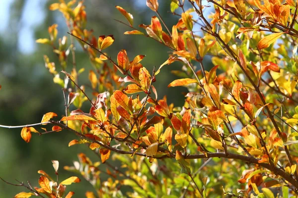 Bunte Blätter Bäumen Einem Stadtpark Israel Trockener Herbst Israel — Stockfoto