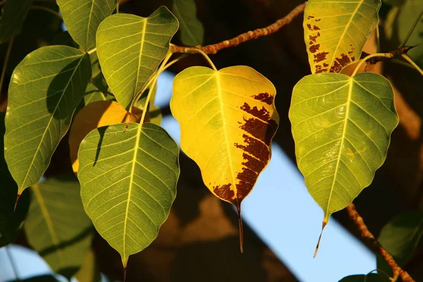 Hojas Coloridas Los Árboles Parque Ciudad Israel Otoño Seco Israel —  Fotos de Stock