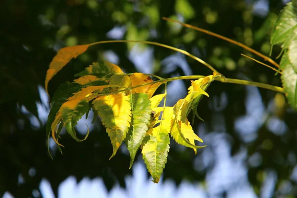 Foglie Colorate Sugli Alberi Parco Cittadino Israele Autunno Secco Israele — Foto Stock