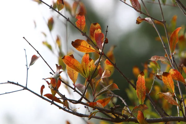 Hojas Coloridas Los Árboles Parque Ciudad Israel Otoño Seco Israel — Foto de Stock