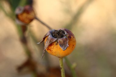 İsrail 'de bir şehir parkında bulanık bir arka planda gül kalçaları. 