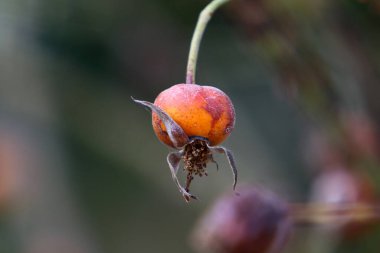 İsrail 'de bir şehir parkında bulanık bir arka planda gül kalçaları. 