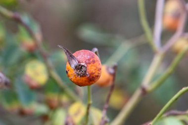 İsrail 'de bir şehir parkında bulanık bir arka planda gül kalçaları. 