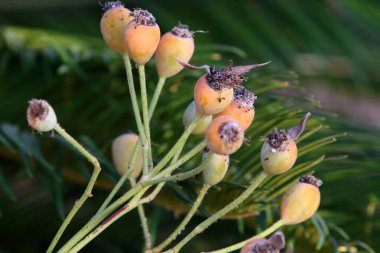 İsrail 'de bir şehir parkında bulanık bir arka planda gül kalçaları. 