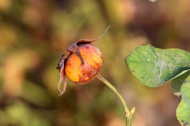 İsrail 'de bir şehir parkında bulanık bir arka planda gül kalçaları. 