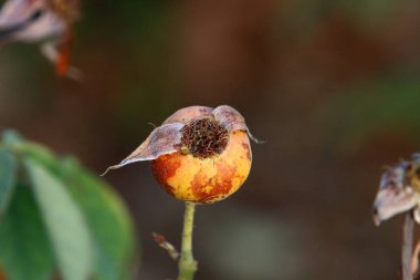 İsrail 'de bir şehir parkında bulanık bir arka planda gül kalçaları. 