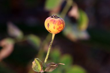İsrail 'de bir şehir parkında bulanık bir arka planda gül kalçaları. 